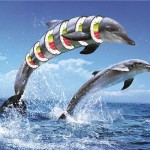 Een les in het dolfinarium